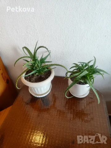 Алое Вера-лечебно, снимка 3 - Стайни растения - 49706399