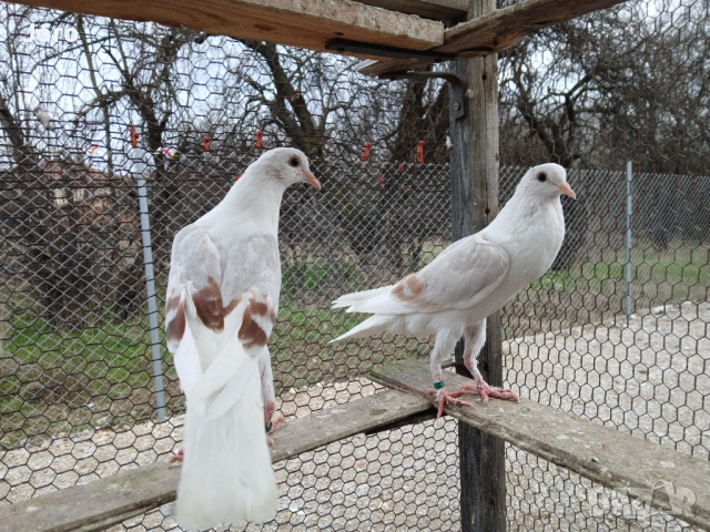 Воорбургски гушести , снимка 2 - Гълъби - 53356216