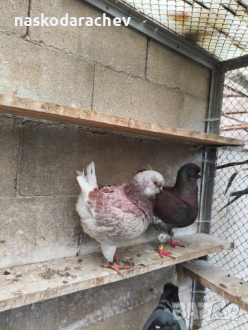 Гълъби порода Америка Кинг, Кингове, снимка 5 - Гълъби - 52411130