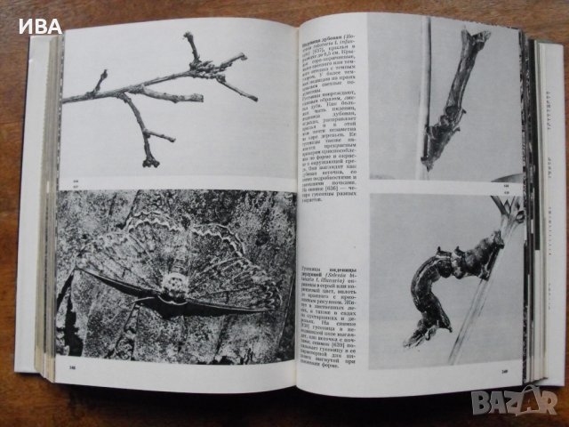 Иллюстрованная энциклопедия насекомых/на руски език/., снимка 3 - Енциклопедии, справочници - 39564849
