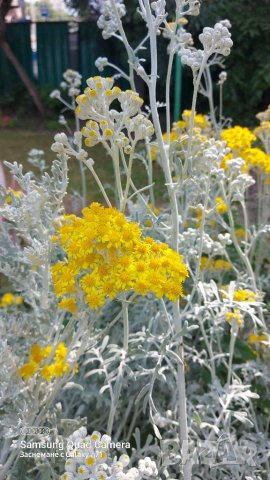 Продавам семена Сенецио/Цинерария , снимка 3 - Сортови семена и луковици - 41612963