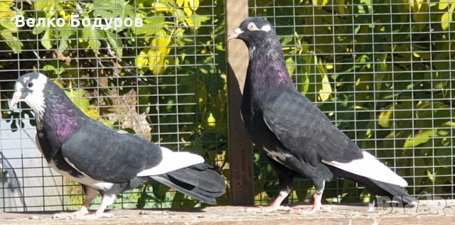 Пазарджишки високо летци. , снимка 5 - Гълъби - 52265511