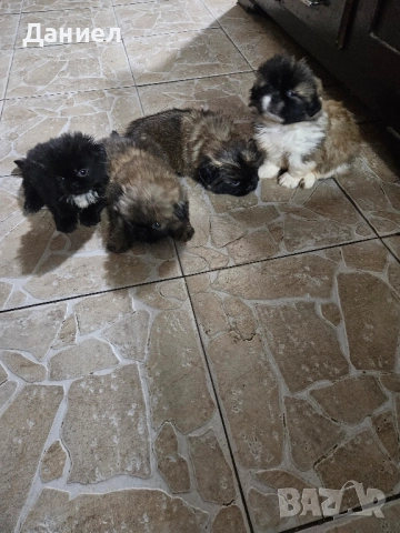 пекинези, снимка 1