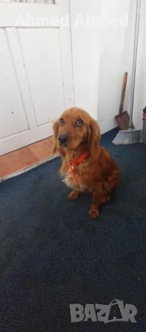 Кокер шпаньол , снимка 2 - Кокер шпаньол - 53447262