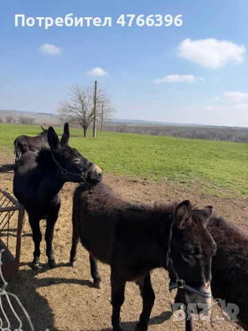 Млади магарета , снимка 2 - Други - 53846561