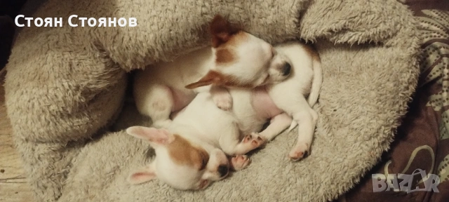 Чихуахуа, снимка 10 - Чихуахуа - 53842878