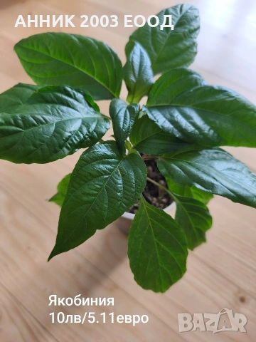 Стайни цветя, снимка 2 - Стайни растения - 53782364