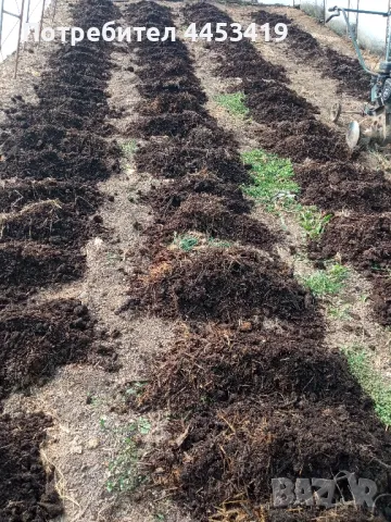 Червен калифорнийски червей 