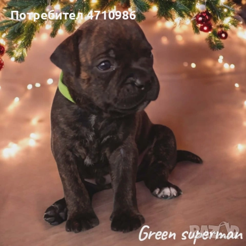 стафордширски бултериер, снимка 2 - Ветеринари и услуги - 53125218