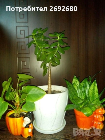 Красула-дървото на живота 54см.+голяма бяла керамична саксия с подложка 