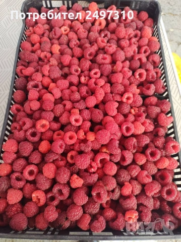 Продавам разсад малини , снимка 2 - Разсади - 53634604