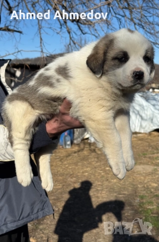 Кученца, Кавказка овчарка-Алабай, снимка 7 - Кавказка овчарка - 52955623