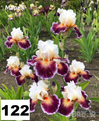 Сортови вискоки ириси /брадати ириси, снимка 11 - Сортови семена и луковици - 46410355
