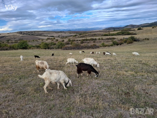 ярета на свободна паша, снимка 4 - Кози - 51962192