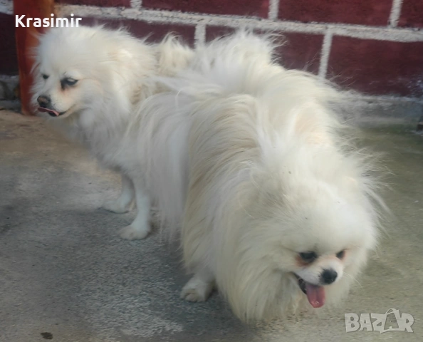 померанчета-минишпиц, снимка 5 - Шпиц - 53698791