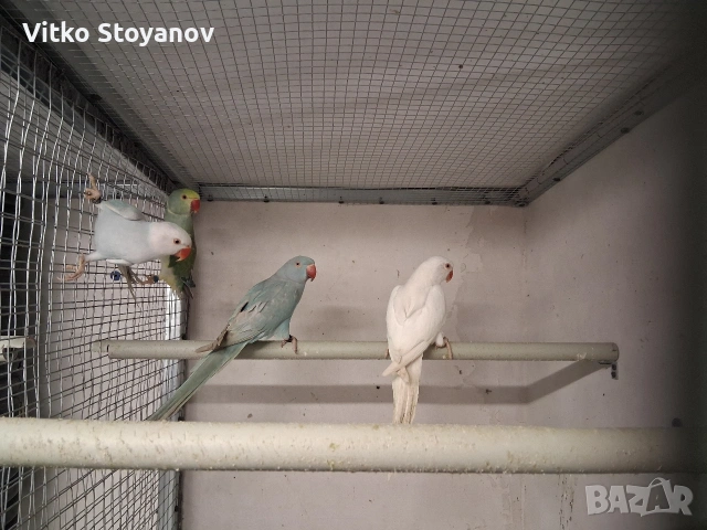 Малък Александър, снимка 9 - Папагали - 52169572