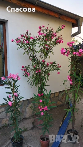 Зокум / лян различни цветове олеандър