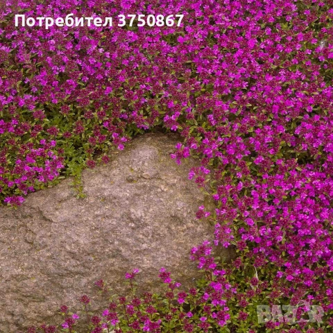 🌿💜 Thymus vulgaris ‘Purple Beauty’ / Пълзяща мащерка , снимка 9 - Градински цветя и растения - 53028970