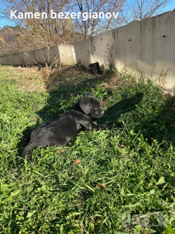 Кане Корсо Италияно , снимка 7 - Кане корсо - 52816148