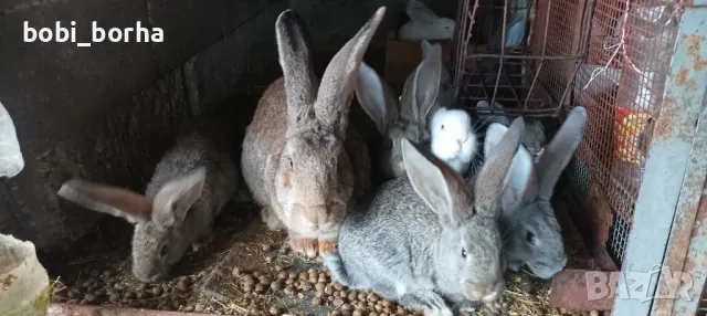 Зайци, снимка 7 - Други - 49785011