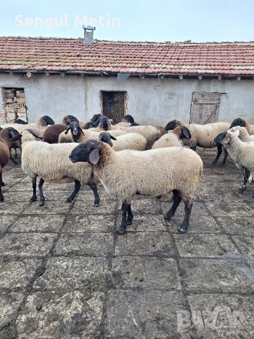 Плевенски черноглави овце , снимка 3 - Овце - 52866942