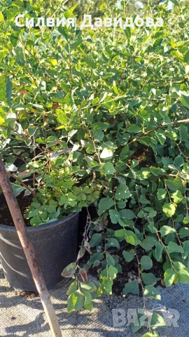 декоративни храсти и растения, снимка 9 - Градински цветя и растения - 51517818