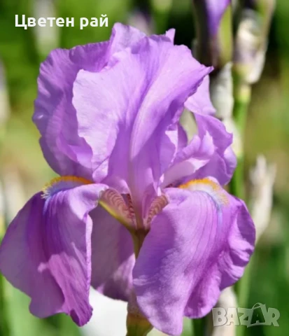 Ризоми на ириси микс цвят на късмет от показаните , снимка 7 - Градински цветя и растения - 51088604