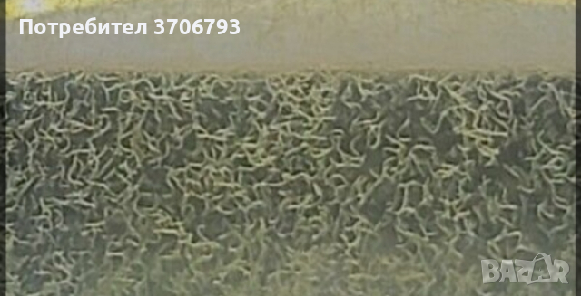 култура vinegar eels, снимка 1