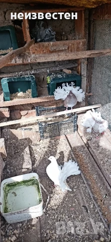 Продавам декоративни птици , снимка 3 - Гълъби - 50857848