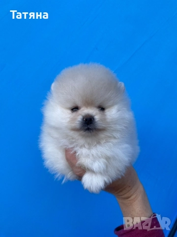 Мини померанче