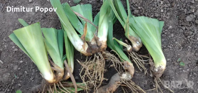 Перуника -Ирис, снимка 3 - Градински цветя и растения - 50190736