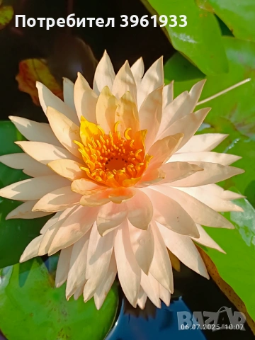 Продавам сортови Водни лилии , снимка 6 - Градински цветя и растения - 53253867