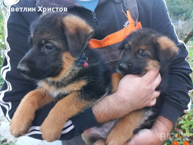 чистопородна немска овчарка, снимка 9 - Немска овчарка - 56353025
