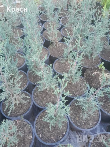 Аризонски кипарис., снимка 2 - Градински цветя и растения - 47356926