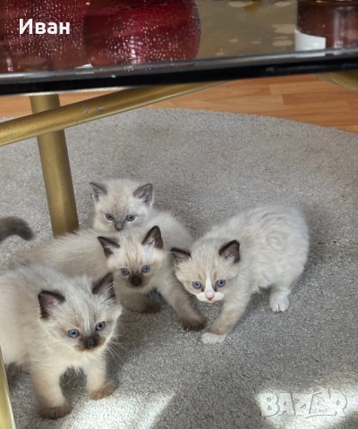 породисти котенца, снимка 4 - Бенгалски - 53830791