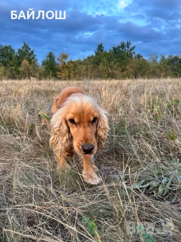 Работещи кучета за трюфели , снимка 3 - Други - 52945211