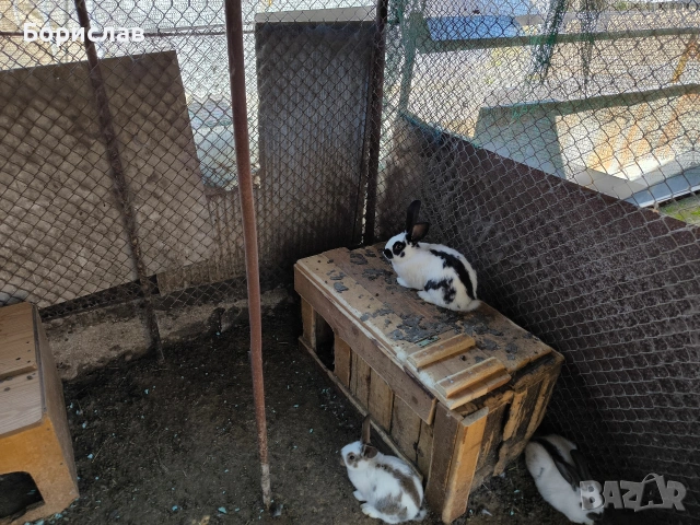 Продавам зайци , снимка 2 - Други - 53848476