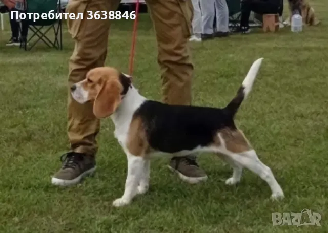 Бигъл , снимка 2 - Бигъл - 48638335