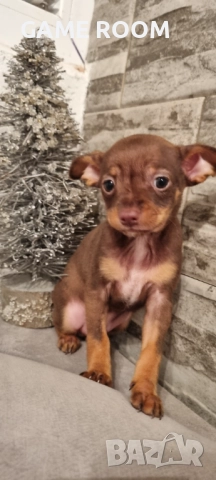 Мини Пинчер пинчерче чихуахуа пинчери куче пинчерчета 
