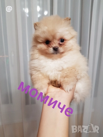 Померан померанчета снимки от днес 03.01.2026г, снимка 13 - Померан - 52967127