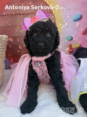 Poodle toy/Пудел Той