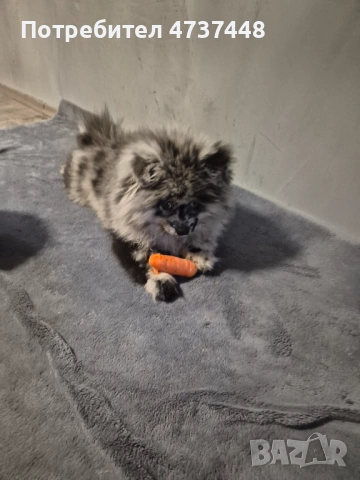 Продавам Чистокръвен Померан Мерле