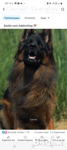 немски овчарки, снимка 2 - Други - 53292143