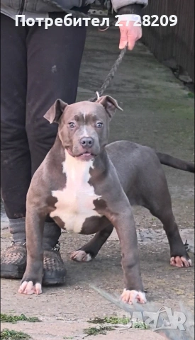 Американско Були Хл/American Bully XL , снимка 4 - Питбул - 53614865