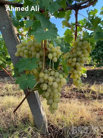 Продавам грозде Мерло,Памид и Брестовица, снимка 5 - Други - 55770192