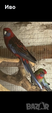 Двойка червени пенанти 