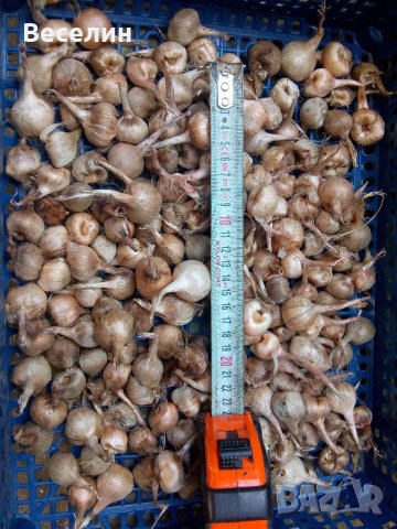 Продавам луковици шафран , снимка 3 - Разсади - 41761581