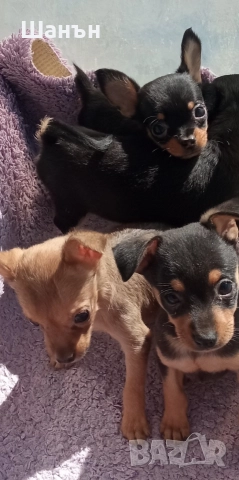 Продавам пинчери, снимка 10 - Пинчер - 52624873