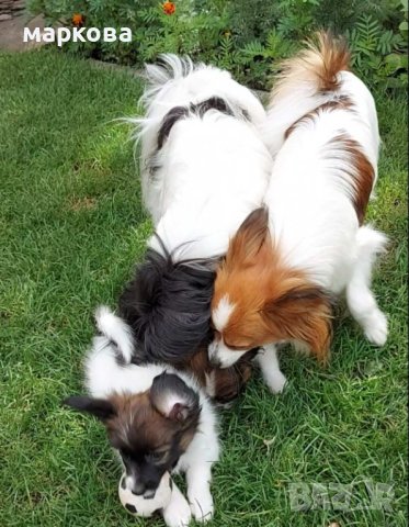 Папион, снимка 2 - Други - 41444177