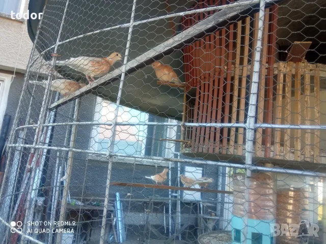 продавам декоративни гугутки , снимка 3 - Гълъби - 55979107